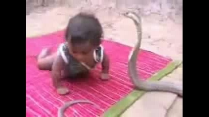 Baby Vs Cobra