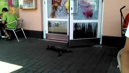 Ето , на това се казва коте мързелан!