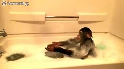 Забавно шимпанзе си взима вана.
