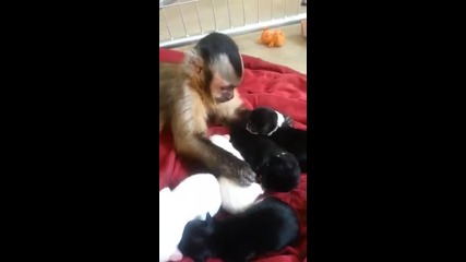 Маймунче за първи път среща малки кученца!