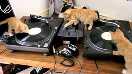 Dj котараци