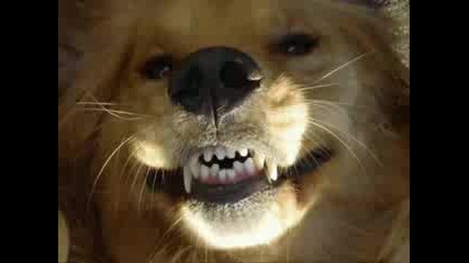 Very Funny Dogs Part 3