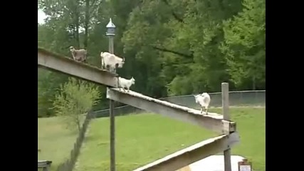 Мост само за кози 