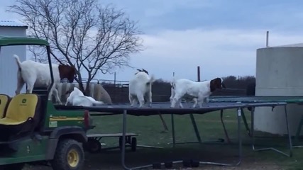 6 кози - 1 трамплин