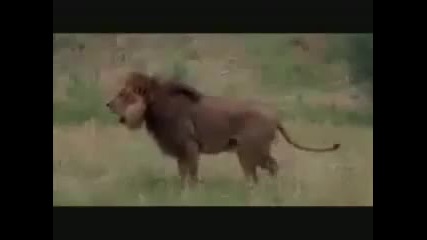 Огромен лъв се бие с мечка