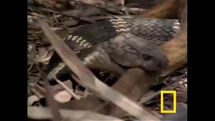 Cobra vs. Rat Snake