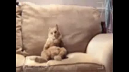 Котенце танцува 