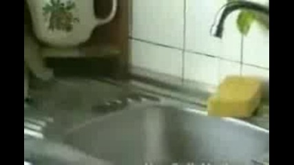 Куриоз С Котка 