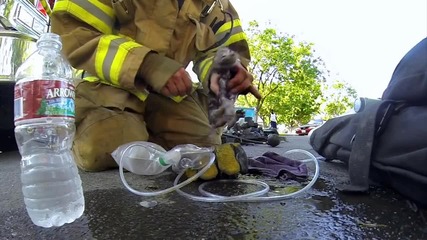 Пожарникар спасява малко коте!