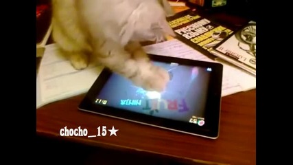 Сладко коте играе игра на ipad - Много Смях