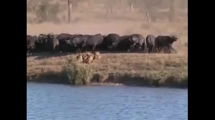 Most Amazing Video of animal safe life from lions - Battle at Kruger 