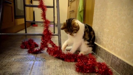 Funny Cats prepares for Christmas