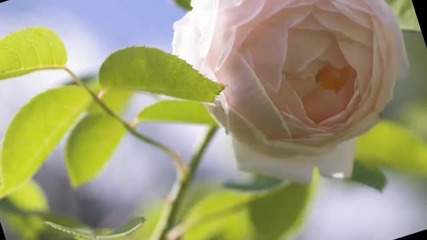 Іванку, Іванку - Ukrainian folk song by Hurt Ekspress 