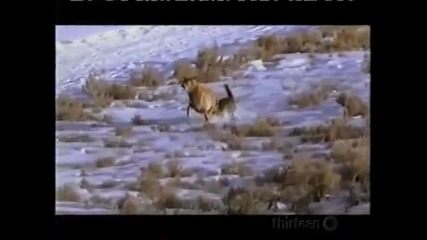 Gray Wolf Kills Elk 