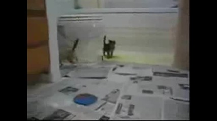 Very Funny Cats 19