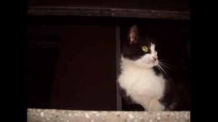 My Cat