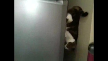 Коте което ходи по хладилника- Спайдъркат