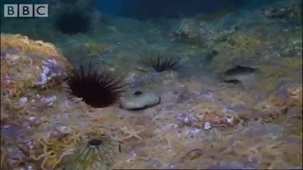 Army of Sea Urchins - Planet Earth - Bbc Wildlife 