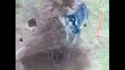 Negative effect - Zarah/raya dog