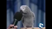 Най интелигентния папагал, който сте виждали - Смях 