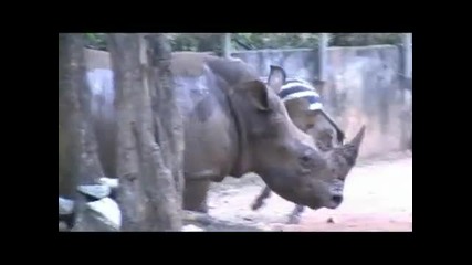 Зебра се влюби в носорог 