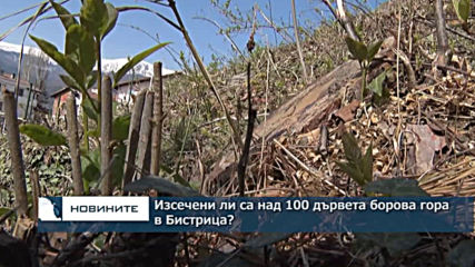 Изсечени ли са над 100 дървета борова гора в Бистрица?