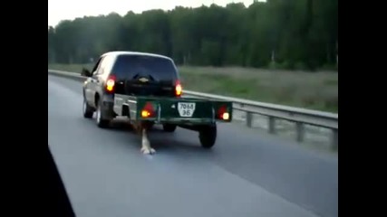 Дърво Вместо Гума 