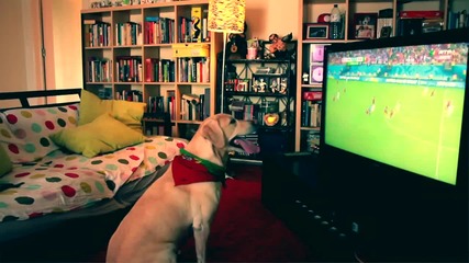 Куче гледа световното по футбол и се радва на гола на Португалия!