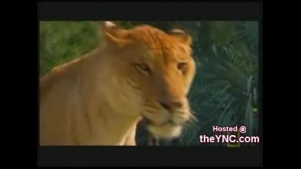 Кръстоска между лъв и тигър - Лайгър 