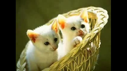 sweet cats