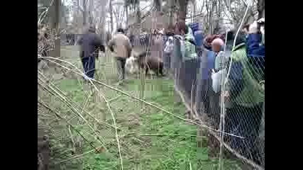 gater okors 1