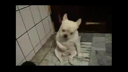 И кучетата полудяват - част 2