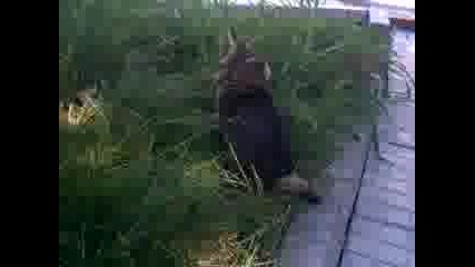 kote