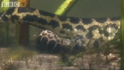 Най - голямата змия Анаконда - Ражда 
