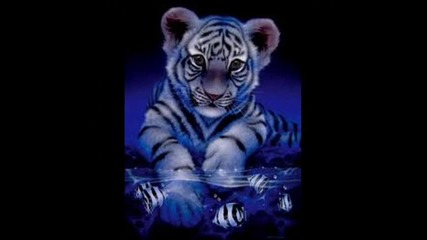 Survivor-the eye of the Tiger