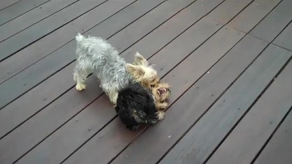 Mike Vicks Leaked Dog Fighting Footage! 