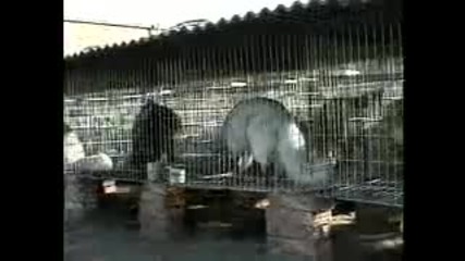 A Shocking Look Inside Chinese Fur Farms 