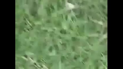 Pole dance ruins wedding 
