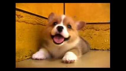 Сладурско Куче / Cute Pappy :)