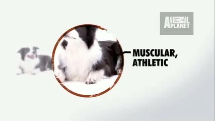 Dogs 101 - Border Collie 
