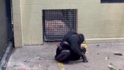 Бебе шимпанзе, ухапано от змия, се завърна при майка си