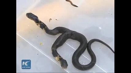 Двуглава кобра в Китай