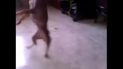 Chihuahua Dancing 