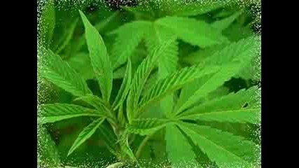 D - bomb - Marihuana ( зелен ) :d 