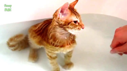 Смешни котки които обичат водата - Компилация