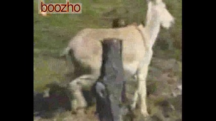 Horney Donkey Chasing a Man for Anal Sex