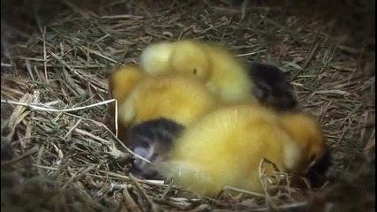 Котка отглежда три патета наравно с нейните собствени котенца!