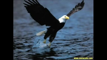 Cool Wallpapers