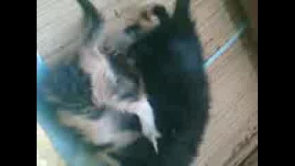 Vid004.3gp