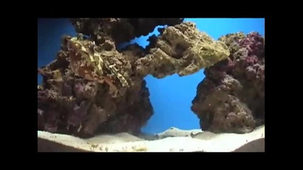 Сепия Хваща Скарида 
